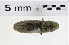 Foto (Dorsalansicht) von Gambrinus rudis (NHMW-ZOO-COL-0008588)